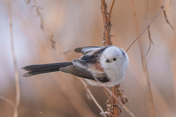 Tiny and fluffy long-tailed tit © Marko