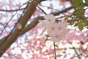 Obraz premium Cherry blossoms blooming in Jardin des Plantes, Paris, France, March 9, 2026