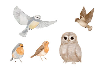 Obraz premium Watercolor forest birds set with owl, small robins and flying birds isolated illustration for nursery design and stickers