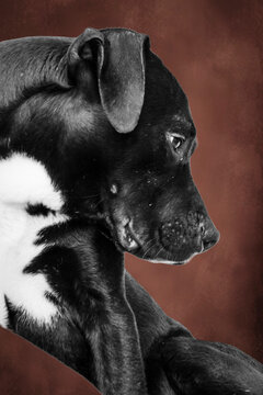 Perro negro con mancha blanca en el pecho