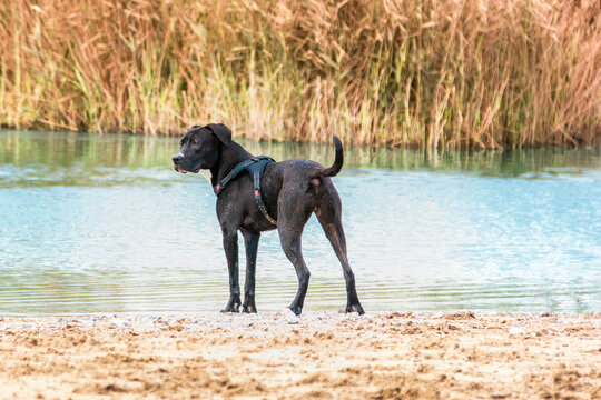Perro mezcla de labrador con arnes azul y dos puntos rojos en la orilla de un rio