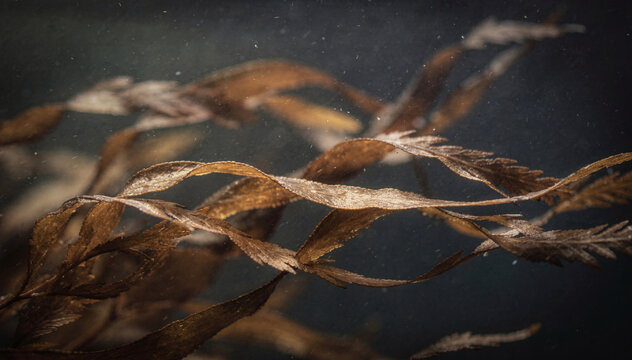 Subtle Underwater View of Brown Seaweed against a Dark Ocean Background