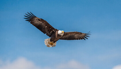 Fototapeta premium Majestic Bird Soars: Magnificent Creature in Blue Sky, Wings Spread Wide
