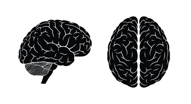 Detailed human brain illustration with side and front views silhouette