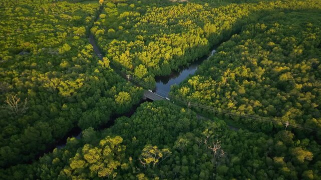 Aerial view of Karimunjawa Mangrove Forest, where a road cuts through, contrasting with the dark water and lush green mangrove, Karimunjawa, Central Java, Indonesia.