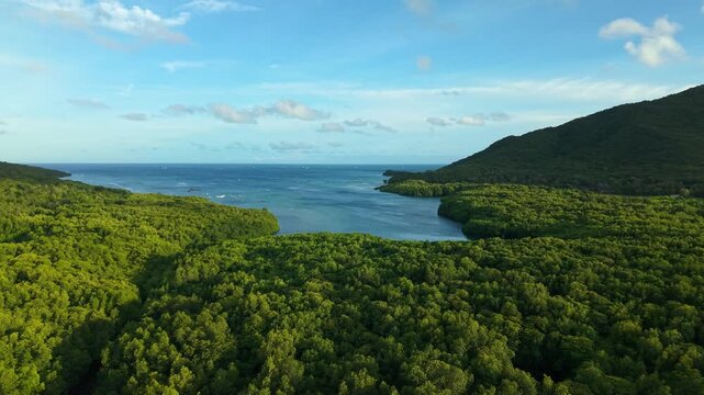 Aerial view of the lush, green Karimunjawa Mangrove Forest meeting the blue sea under a clear sky, creating a stunning contrast, Karimunjawa, Central Java, Indonesia.