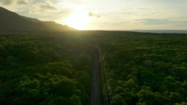 Aerial view of the lush, verdant Karimunjawa Mangrove Forest with a road cutting through it under the golden light, Karimunjawa, Central Java, Indonesia.