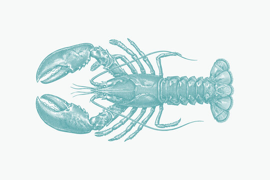A detailed vintage-style engraving of a lobster in teal blue, isolated on a neutral background. Ideal for nautical designs, seafood menus, and restaurant branding.