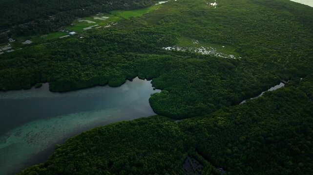 Aerial view of the lush Karimunjawa Mangrove Forest meeting the turquoise sea, a vibrant tapestry of green and blue, Karimunjawa, Central Java, Indonesia.