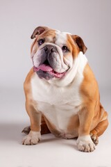 Obraz premium English Bulldog Sitting on a White Backdrop, Calm Panting Portrait