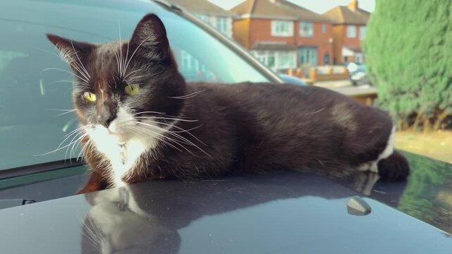 Black and white tuxedo cat relaxing on car hood under bright sunlight in quiet suburban street. Domestic feline resting on vehicle bonnet near suburban houses and hedges. Pet portrait outdoors, green