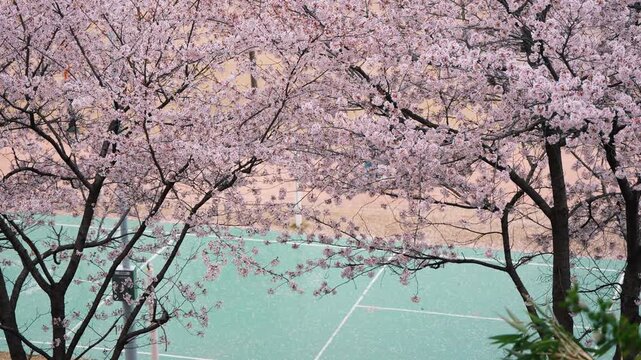 민트색 농구장 위로 흐드러진 봄 벚꽃 풍경 (Spring cherry blossoms over a mint-colored basketball court in Gyeongju, South Korea)