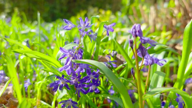 Purple scilla wildflowers blooming among green grass in bright spring forest sunlight with soft bokeh. Macro woodland flowers growing on forest floor under warm morning light. Early spring nature