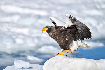 Steller's sea eagle (Haliaeetus pelagicus) spreading wings on drift ice in Shiretoko, Hokkaido. © KaWataru