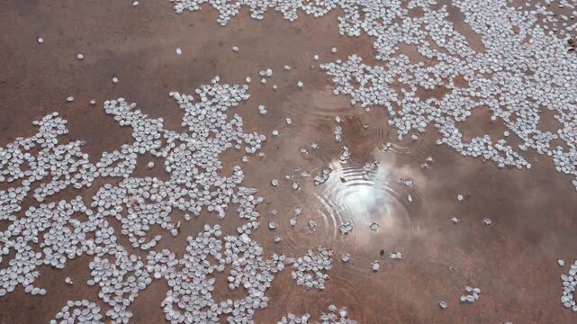 대한민국 경주, 물웅덩이에 떨어진 벚꽃잎과 반사된 햇살의 감성적인 풍경 (Emotional scene of cherry blossom petals in a puddle with reflected sunlight, Gyeongju, Korea)