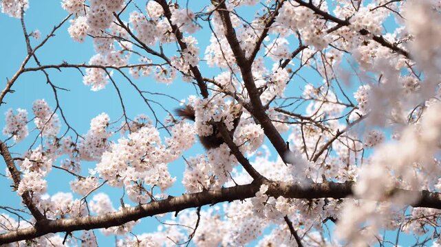 벚꽃 나무 가지에 앉아 봄을 즐기는 귀여운 청설모의 근접 촬영 (Close-up view of a cute squirrel enjoying spring on a cherry blossom tree branch)