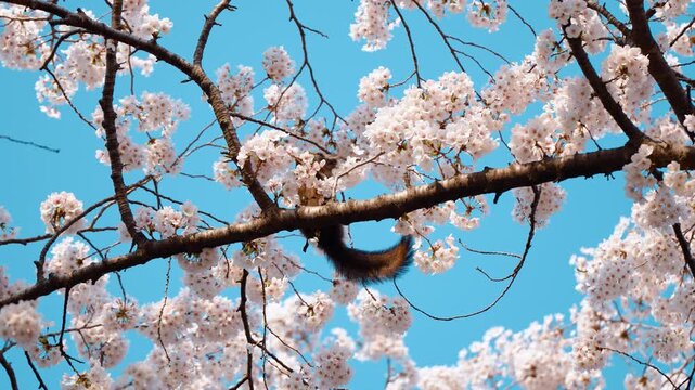 경주 봄꽃 축제장에서 만난 벚꽃 나무 위 청설모의 평화로운 일상 (Peaceful daily life of a squirrel on a cherry blossom tree met at the Gyeongju spring flower festival)
