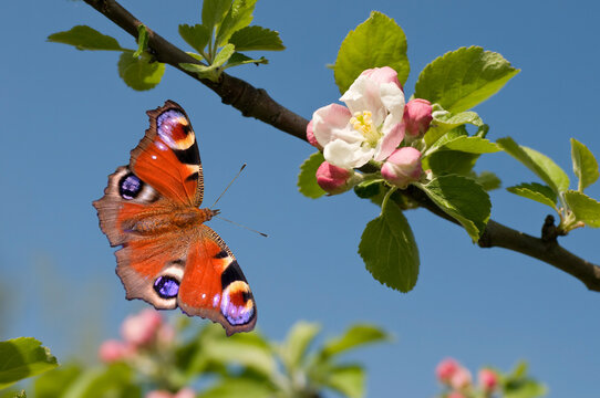 Pfauenauge und Apfelbl&uuml;te