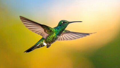 Fototapeta premium Emerald hummingbird in flight against blurred colorful nature background, ideal for wildlife print
