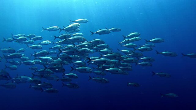 Big school of goatfish at the tropical coral reef 