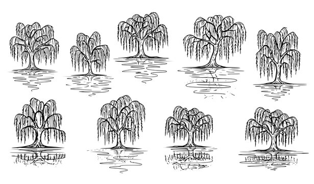 Hand drawn weeping willow trees with lake water reflections botanical landscape sketch vector illustration isolated on white background