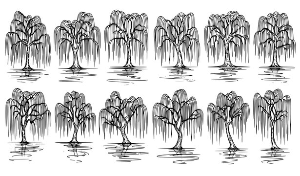Weeping willow tree outline sketch collection with water reflection hand drawn botanical landscape vector illustration isolated on white background