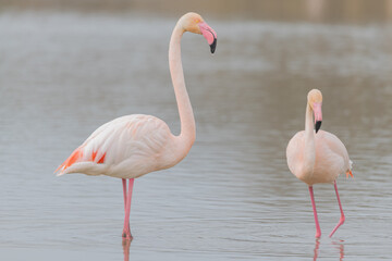 Flamingos in der Camargue