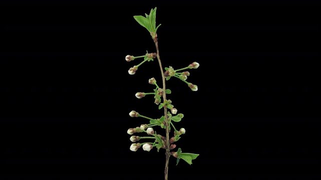 Time lapse of blooming cherry tree (Prunus cerasus) branch with ALPHA transparency channel isolated on black background