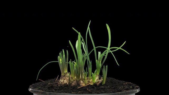 Time lapse of growing blue hyacinth Christmas flowers in a pot isolated on black background