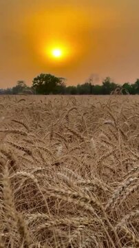Beautiful agricultural landscape of a wheat farm at sunrise - Food production concept."
