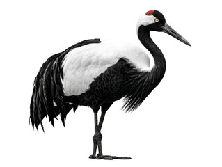 Obraz premium Red crowned crane standing with folded wings in graceful pose, calm elegant bird