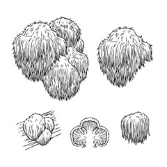 Vintage Lion's Mane Mushroom Botanical Illustration, Hericium Erinaceus Etching Set, Hand-Drawn Fungus Vector for Supplement Packaging and Logo Design © 현주 김