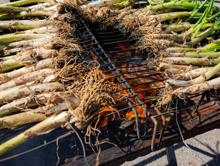 Calçots arranged on barbecue grill roasting over wood fire during Catalan calçotada