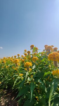 Cockscomb flower (Celosia cristata) blooming in the garden