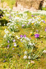 Fototapeta premium A garden is filled with blooming flowers such as snowdrops and crocuses. The plants grow close to each other in patches of various colors under bright sunlight in springtime