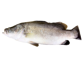 Fototapeta premium Fresh whole Asian sea bass (white sea bass) prepared for cooking, isolated on transparent background, PNG file