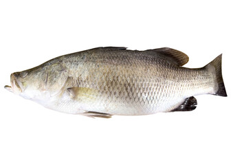 Obraz premium Fresh whole Asian sea bass (white sea bass) prepared for cooking, isolated on transparent background, PNG file