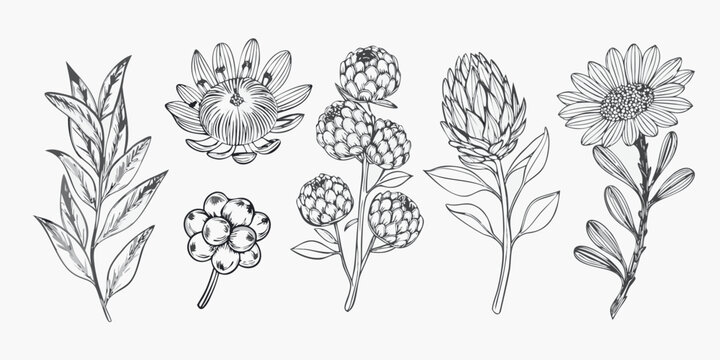 Vintage botanical illustration of protea flowers and foliage