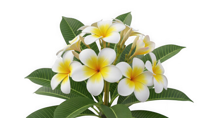 Fototapeta premium A bouquet of white and yellow plumeria flowers on transparent background