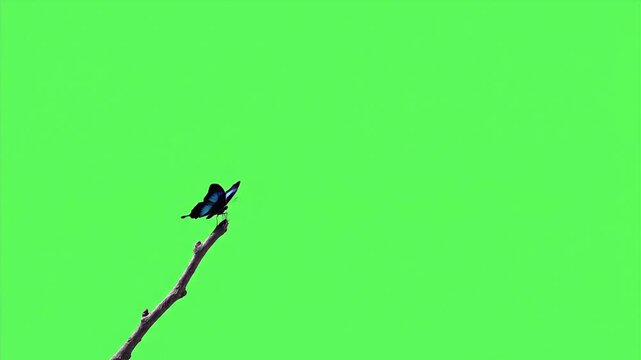 Butterfly Flying Effect Green Screen