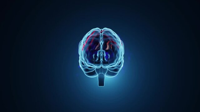 Rotation brain footage with x-ray shader in blue tone, 3d illustration rendering 