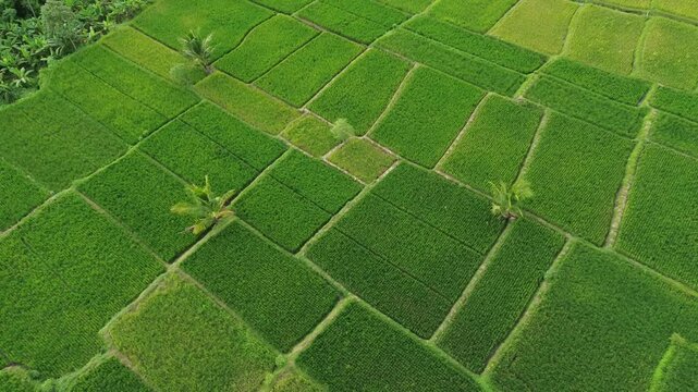 Aerial Drone View of Green Rice Terraces and Palm Trees in Malang Indonesia Tropical Agricultural Landscape