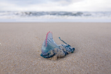 Portuguese Man o' War jellyfish washed up on a sandy beach. Physalia physalis close-up. © David