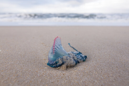 Portuguese Man o' War jellyfish washed up on a sandy beach. Physalia physalis close-up.