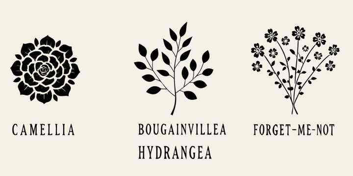 Botanical illustrations of camellia bougainvillea forget me not and hydrangea
