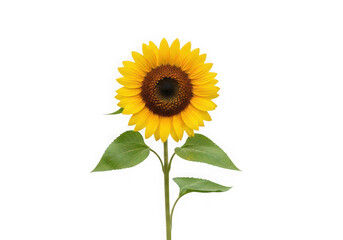 Obraz premium A large yellow sunflower with green leaves