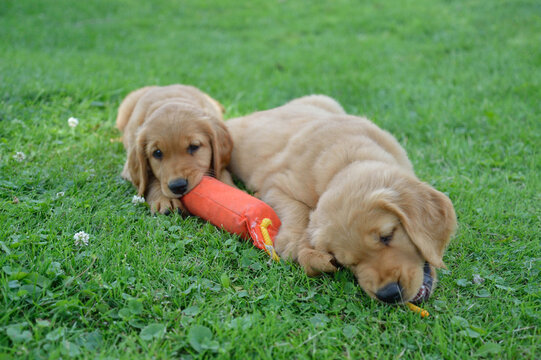 Puppy Golden Retrievers 