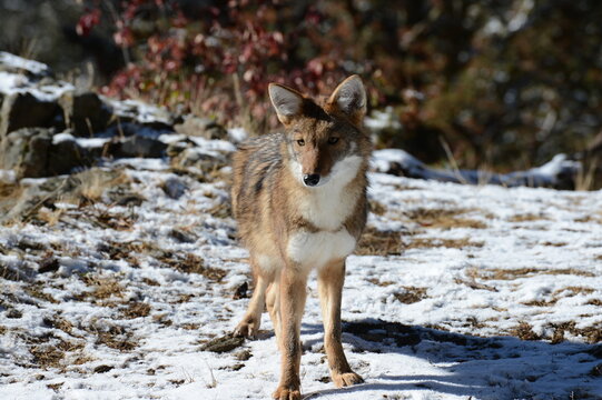 red fox in snow