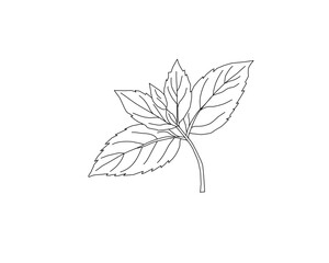 Mint leaves botanical line art illustration. Peppermint herb plant leaf hand drawn vector. Organic herbal ingredient outline drawing. Aromatic kitchen herb botanical sketch. Natural plant foliage mini © Ani