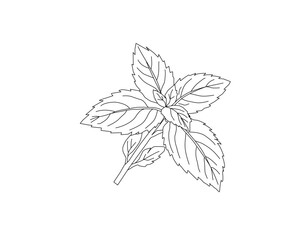 Mint leaves botanical line art illustration. Peppermint herb plant leaf hand drawn vector. Organic herbal ingredient outline drawing. Aromatic kitchen herb botanical sketch. Natural plant foliage mini © Ani